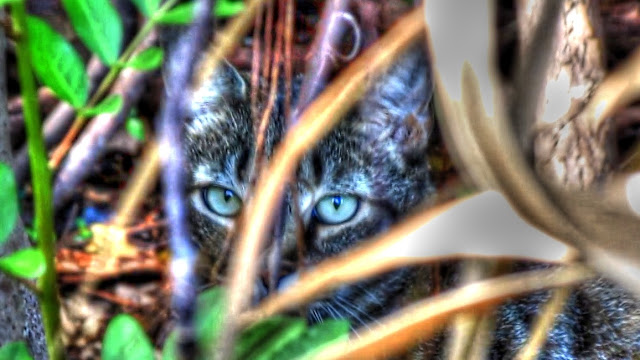 Feral Cat Documentary