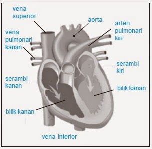 Organ Peredaran Darah - Belajar Kelompok