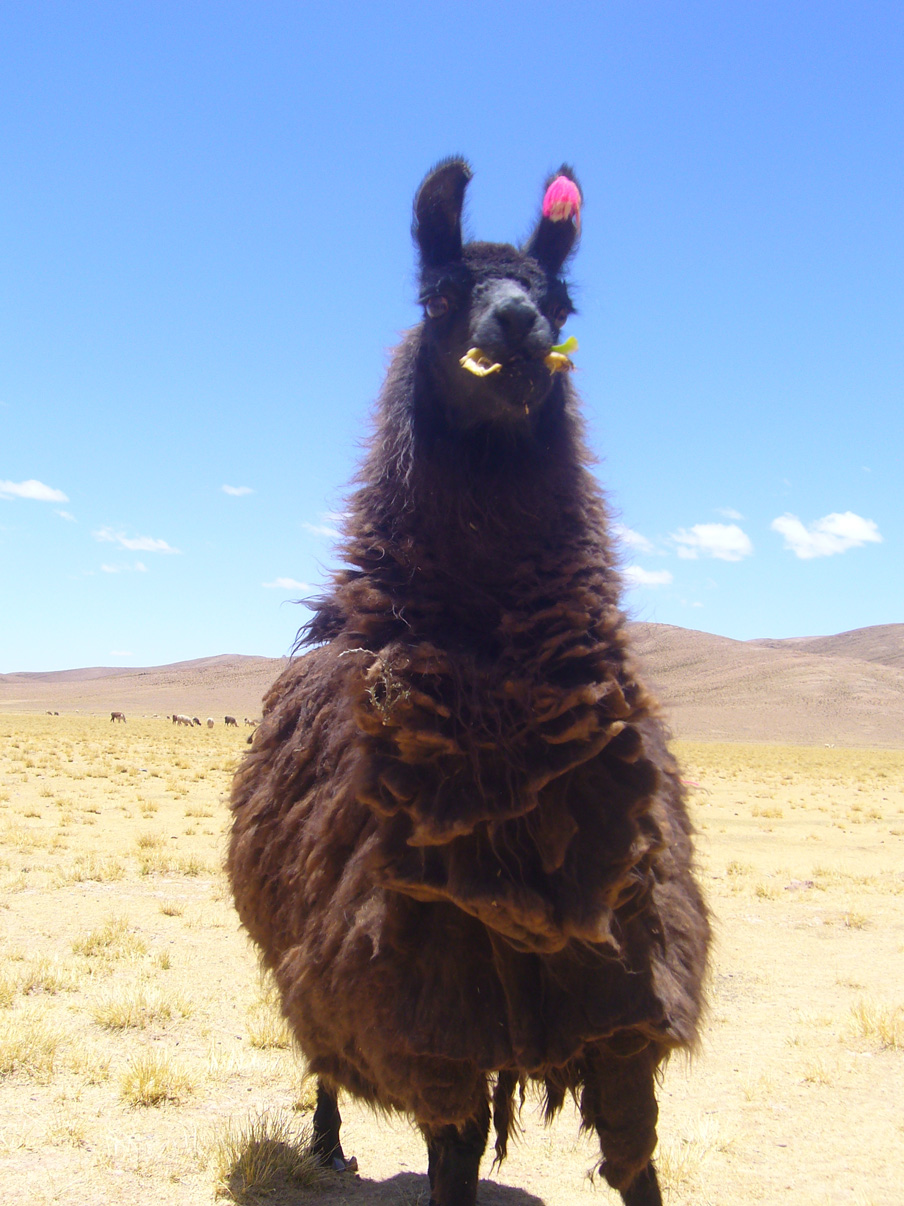 365 animals: day fifteen - llama