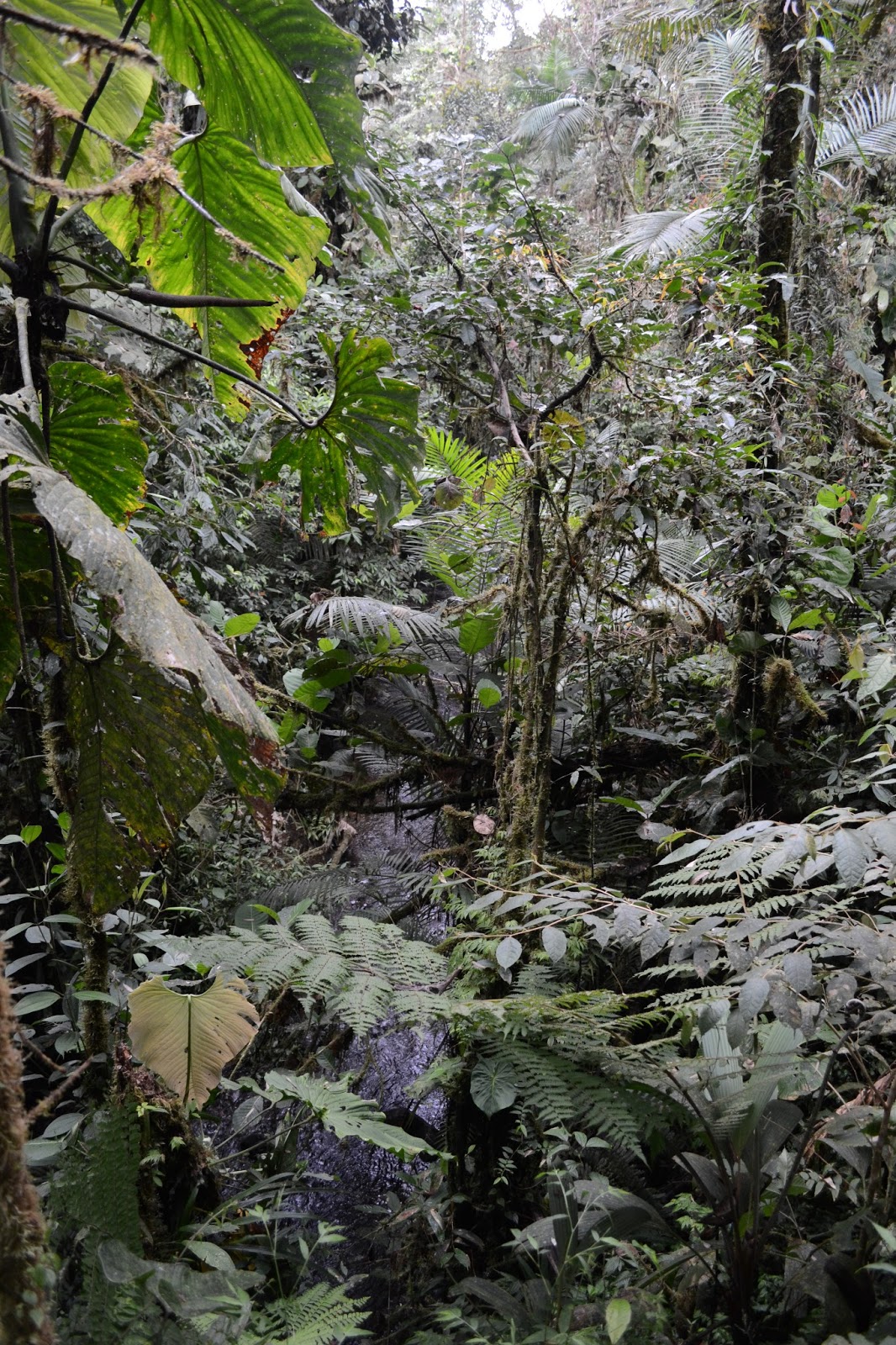 La Planada fotografía