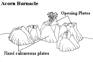 Animal Facts: Biology of barnacles