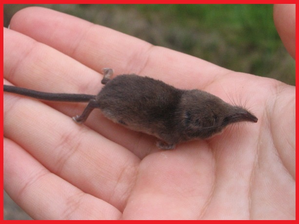 Yesika Amanda Mei 2016