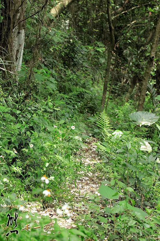 鳥瞰桃園盆地景點|五十份山登山步道