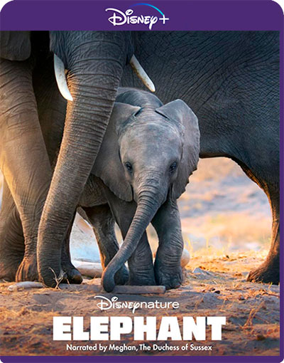 Elephant (2020) 1080p DSNY+ WEB-DL Dual Latino-Inglés [Subt. Esp] (Documental. Aventuras)