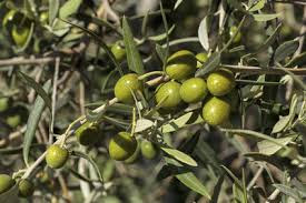 hierbas de olivo para la tension hierbas de olivo para la tension