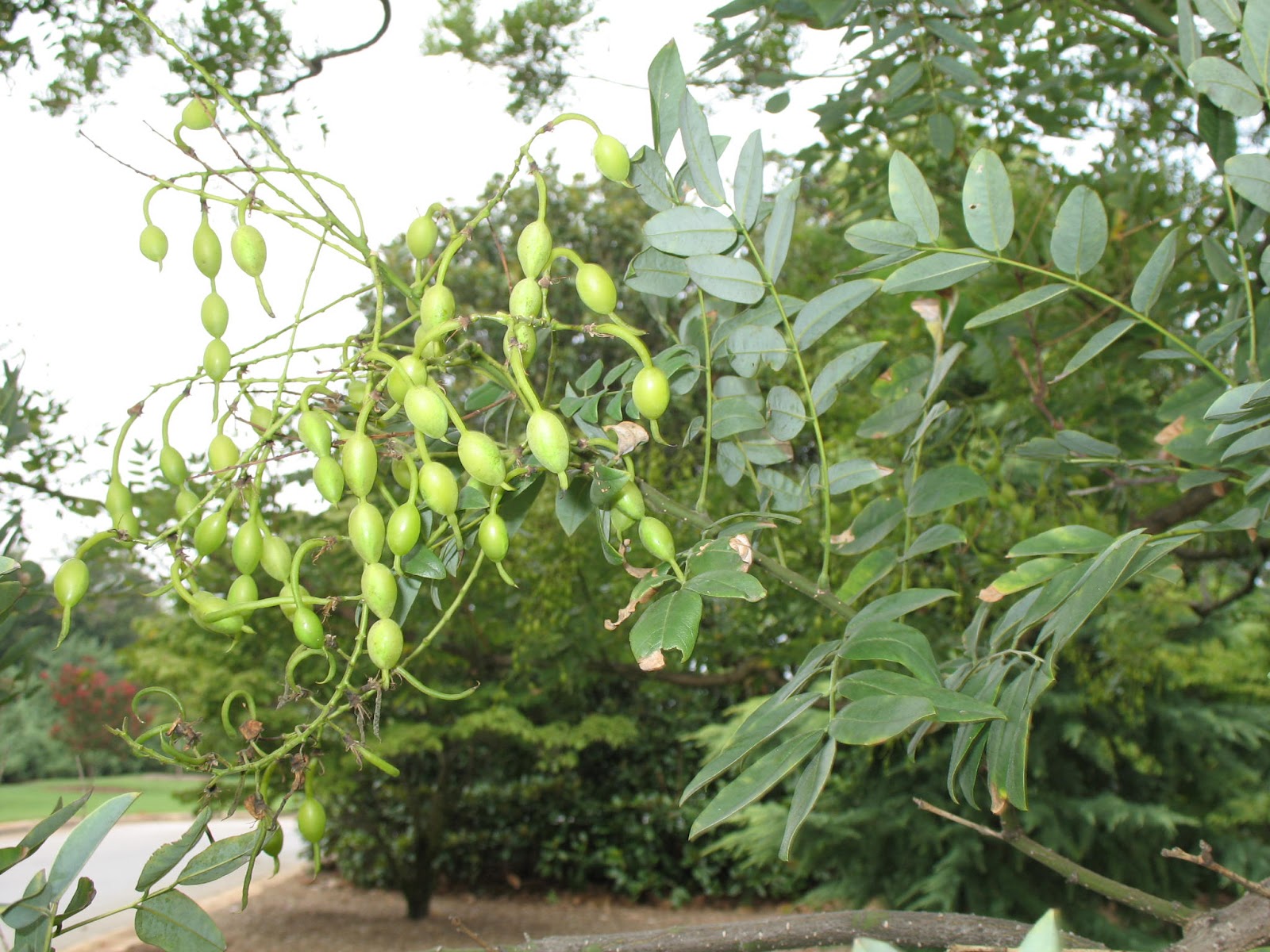 Sofora (Sophora japonica) Bitkiler
