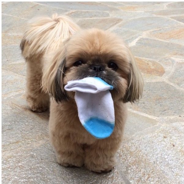 shih tzu sozinho podem destruir objetos