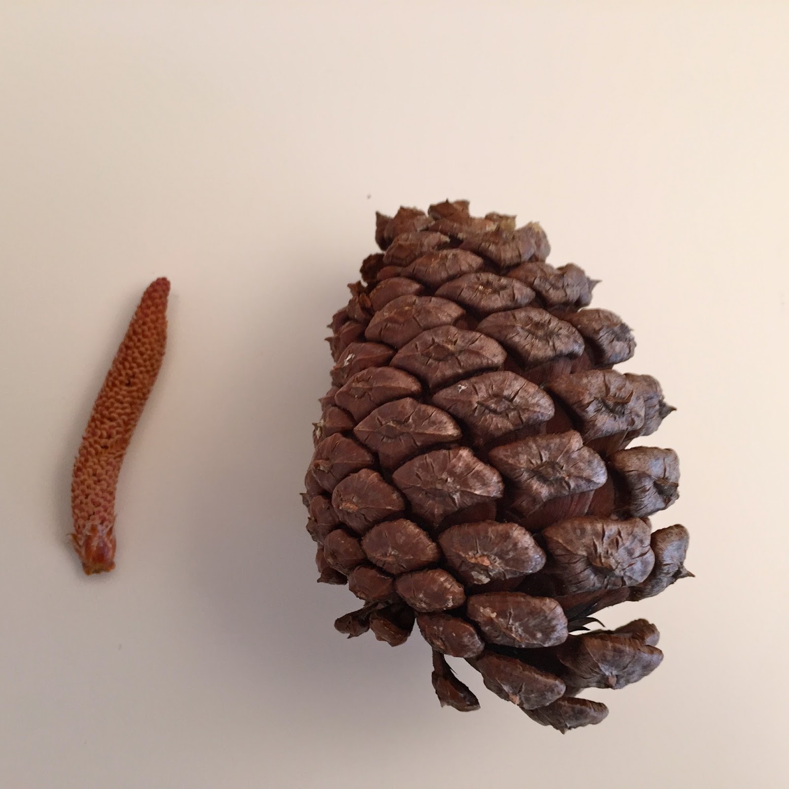 wildewood-wonders-slash-pine-trees-make-pinecones-in-march