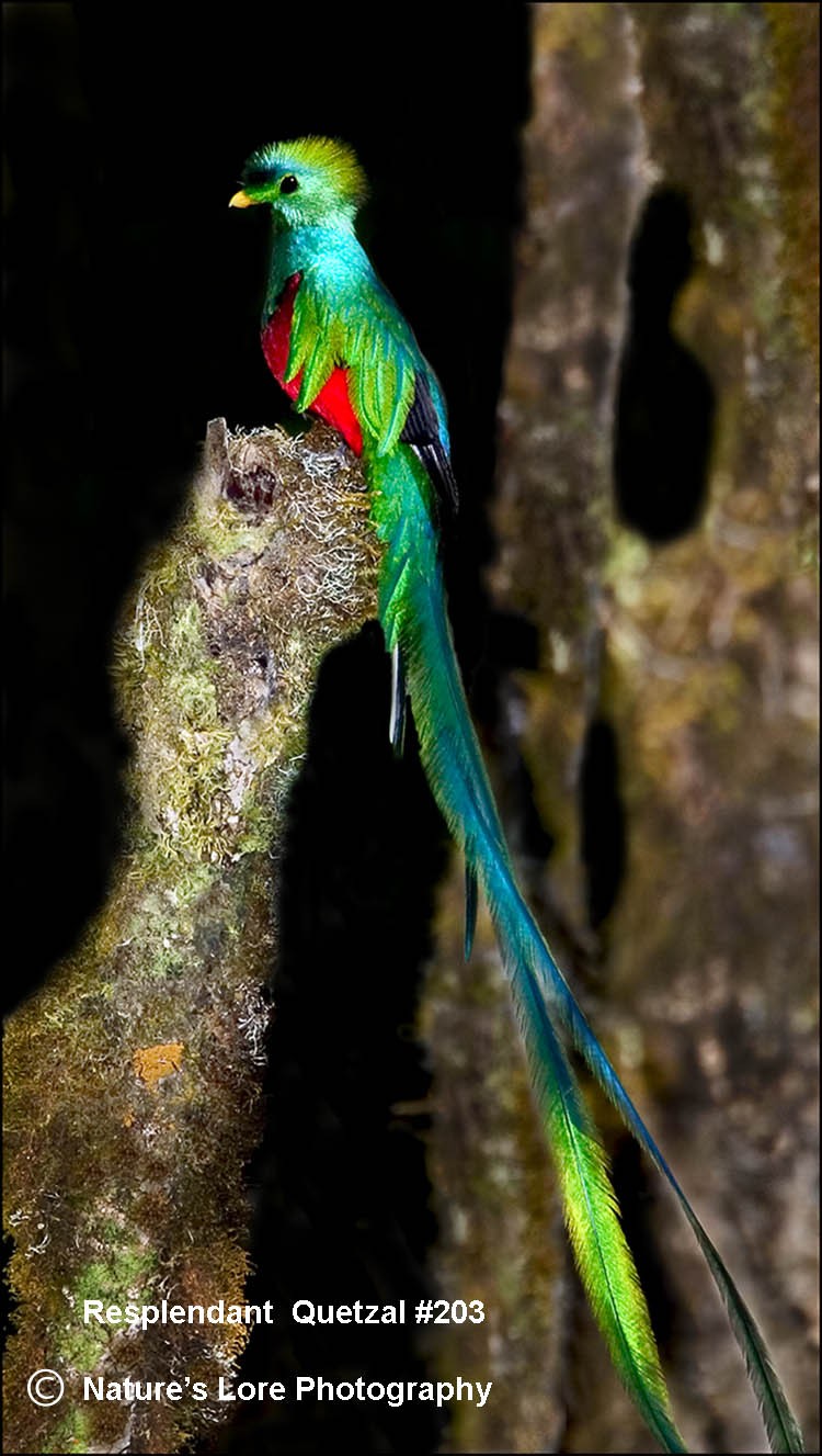 Sha Angreal Блестящ Кетцал Pharomachrus mocinno