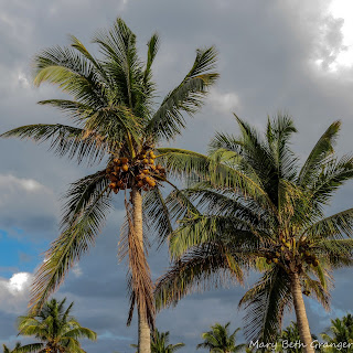 Florida palm trees photo by mbgphoto