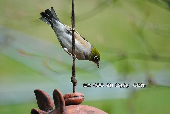 Pájaro de anteojos (Zosterops lateralis)