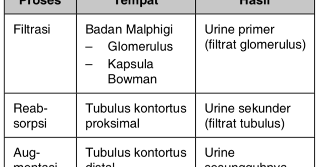 Proses Pembentukan Urine Dalam Ginjal Melalui Tiga Tahap Jelaskan Tahapan Tahapan Mas Dayat Proses Pembentukan Urine Dalam Ginjal Melalui Tiga Tahap Jelaskan Tahapan Tahapan Mas Dayat
