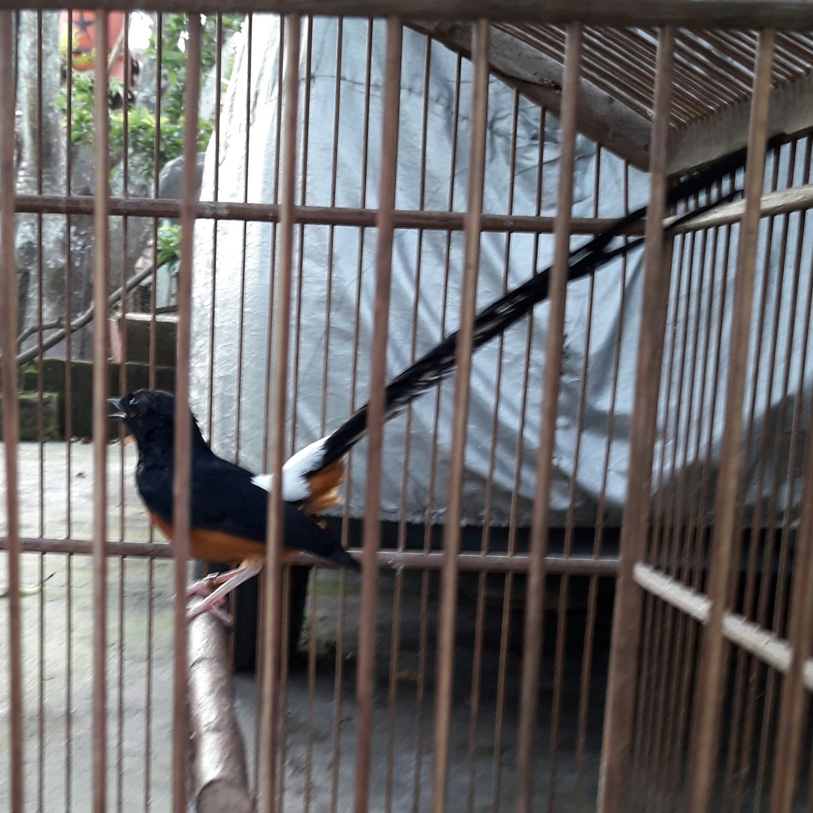 Budidaya Murai Batu Madiun Daftar Alamat Peternak Burung Murai
