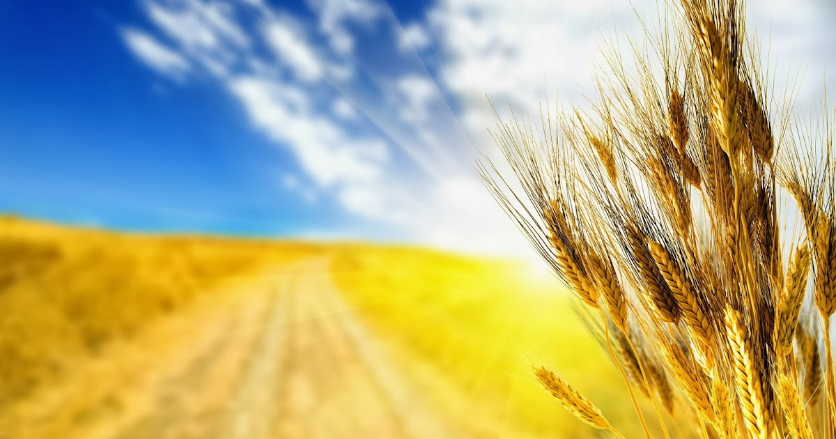 Картинки по запросу поле пшеницы