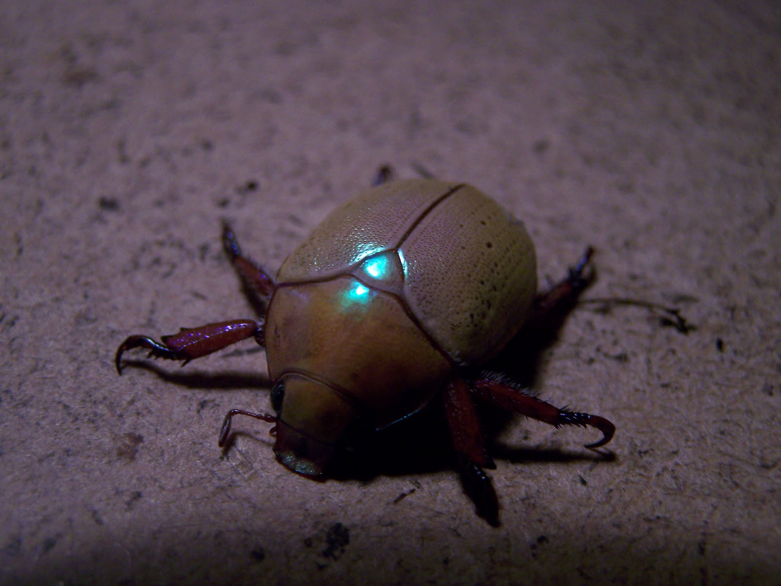 Little Australia The Christmas Beetle