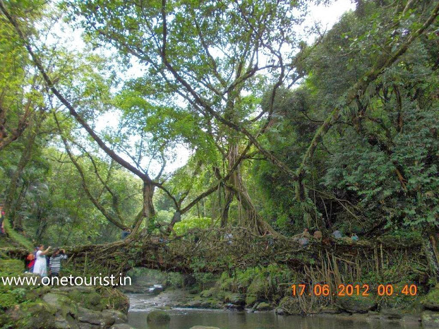 living root bridge , meghalaya