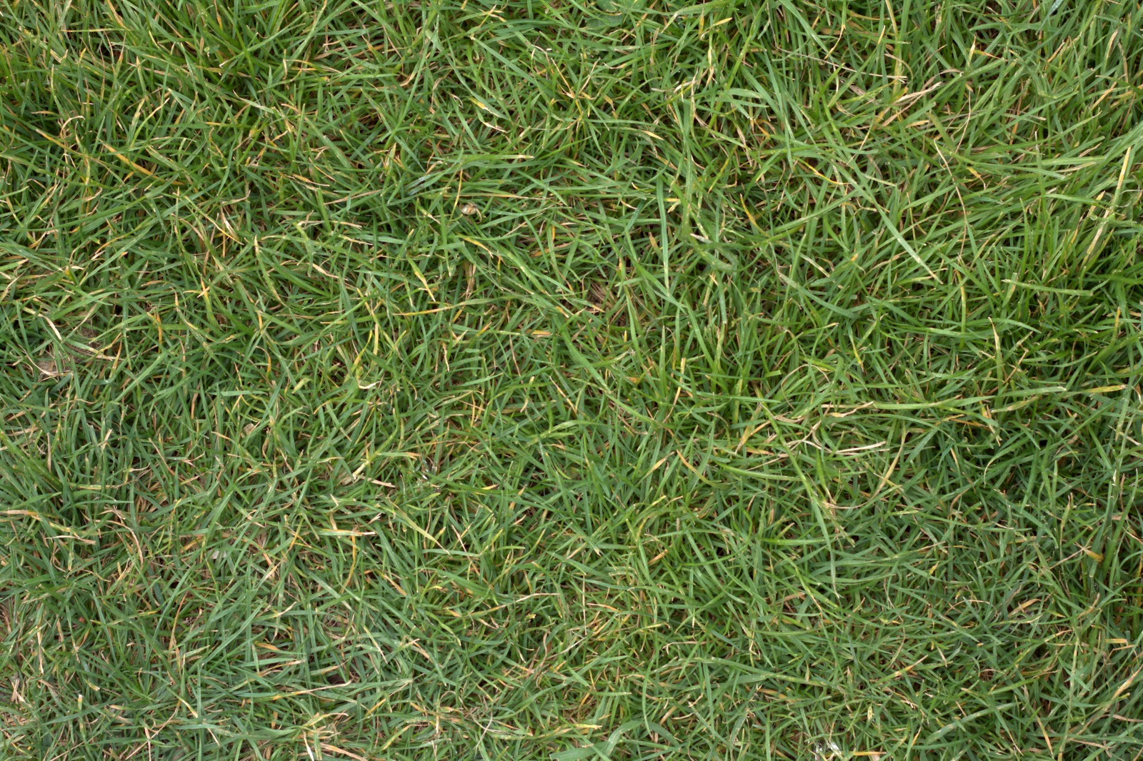 (GRASS 2) turf lawn green ground field texture