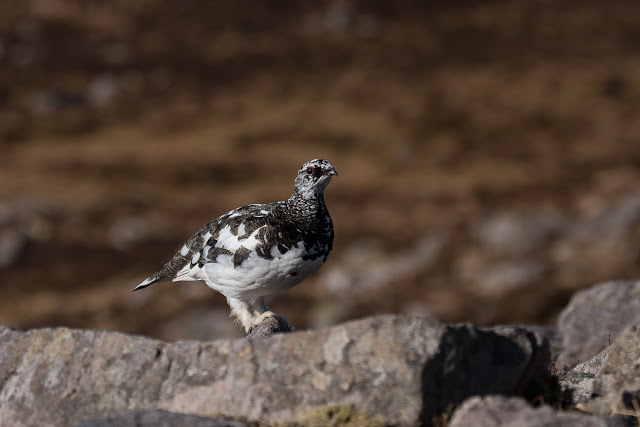 Photo of Ptarmigan male at home on the rocks