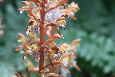 [Orchidaceae] - Corallorhiza maculata - Western Coralroot