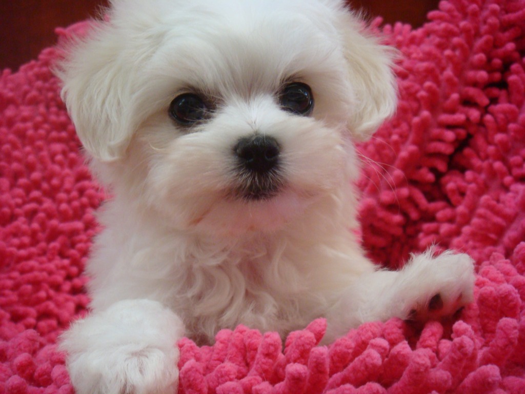 HD Animals: cute small white dog