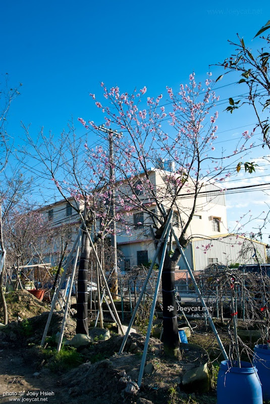 員農種苗芬園花卉生產休憩園區 櫻花