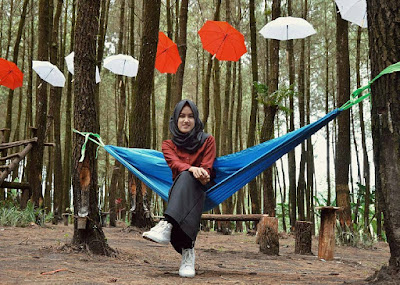 hutan pinus semeru hutan pinus semeru