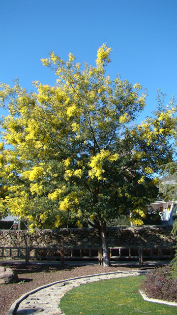 Mimosa (Acacia dealbata Link.) en flor.