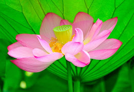 The Wonderful Dharma Lotus Flower Sutra