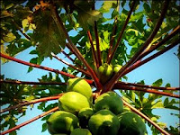 Cara Memotong Buah Pepaya Cara Memotong Buah Pepaya