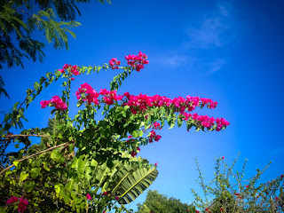 Beautiful Morning Atmosphere In The Garden With Red Bougainvillea Flowers In The Clear Blue Sky