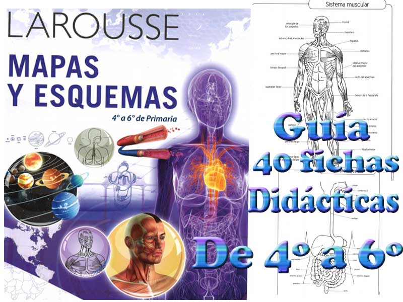 Mapas y Esquemas del Cuerpo humano "todos los Aparatos del Cuerpo