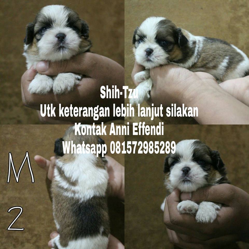 Jual Anjing Shih Tzu Di Bandung Work At Home