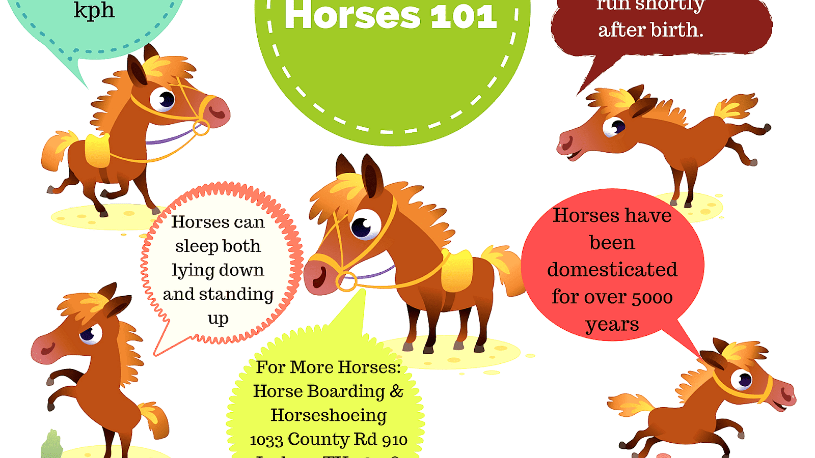 interesting-facts-about-thoroughbred-horses-horse-thoroughbred-breeds