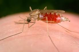 pengertian penyakit malaria gejala dan penyebabnya