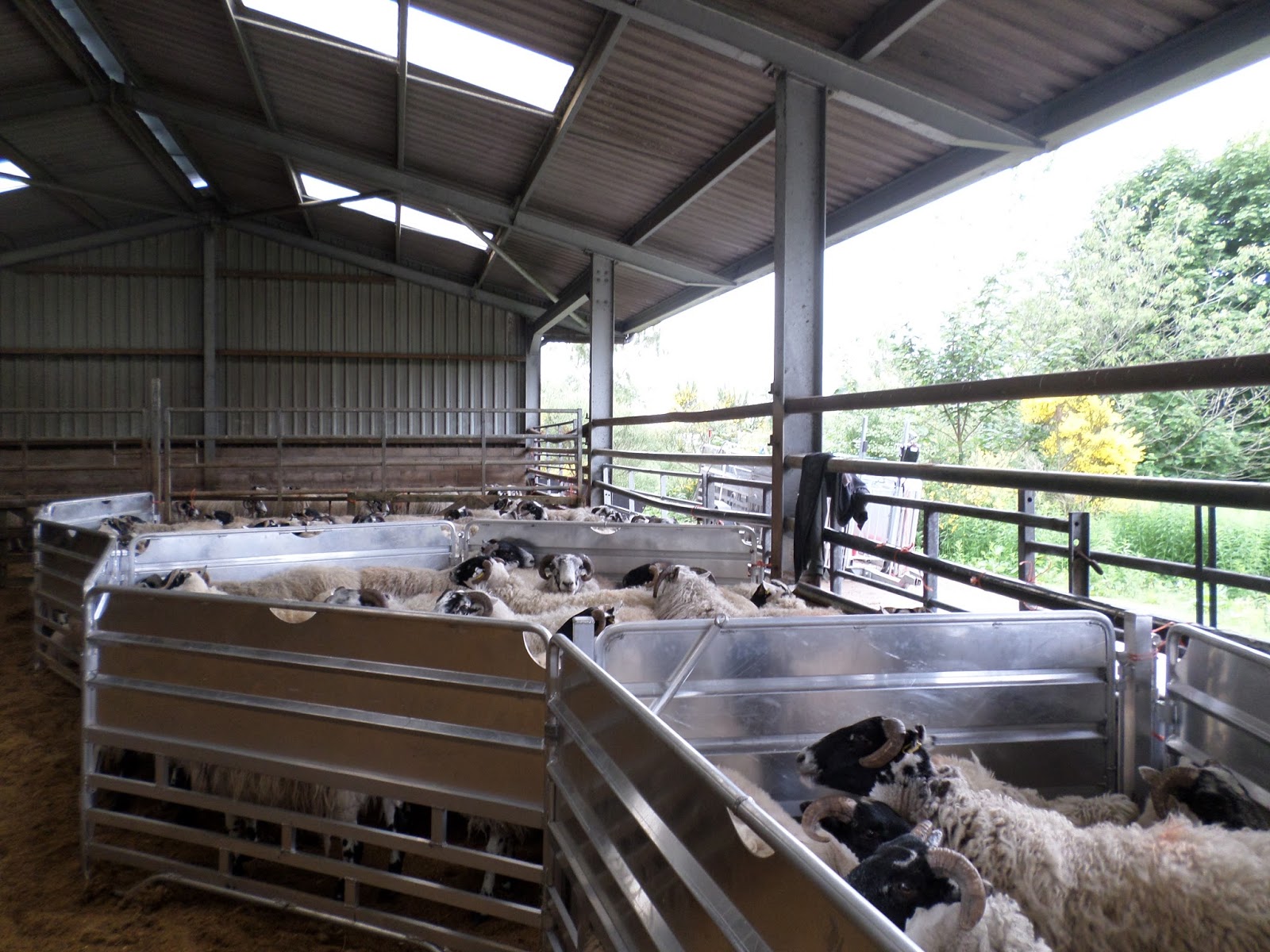 Orzechs, continued Sheep Shearing in Glenogil, Scotland