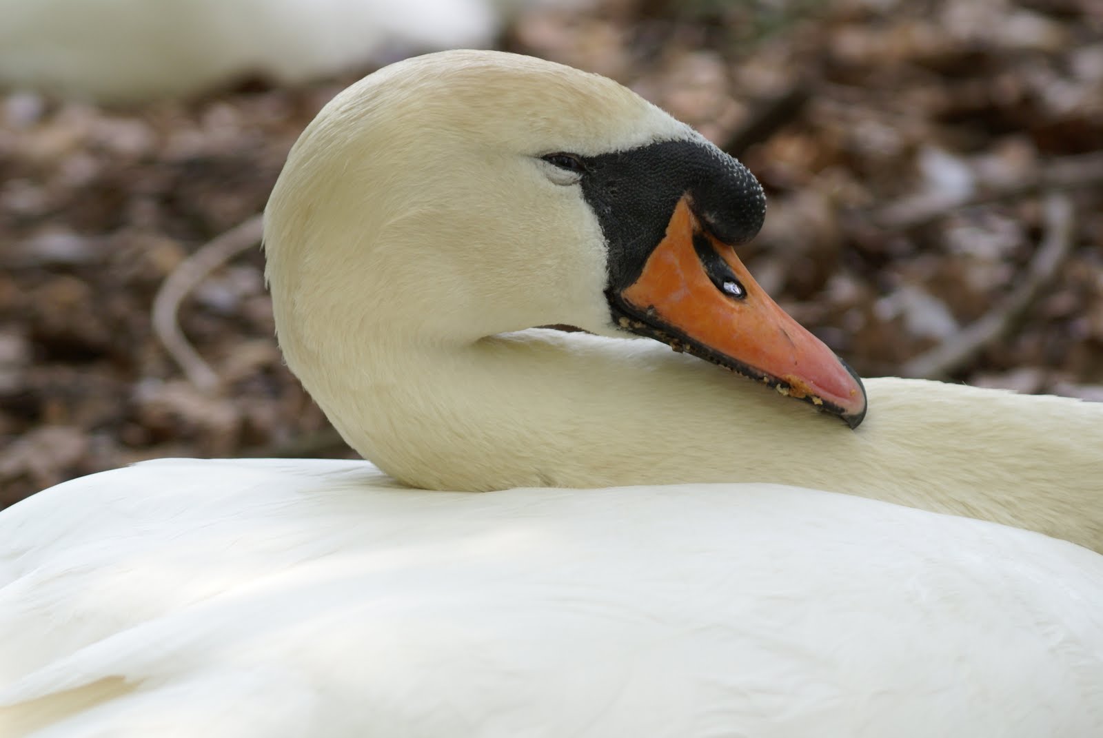 VanuithetGroeneHart: Veranderingen