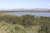 Kenya-Naïvasha