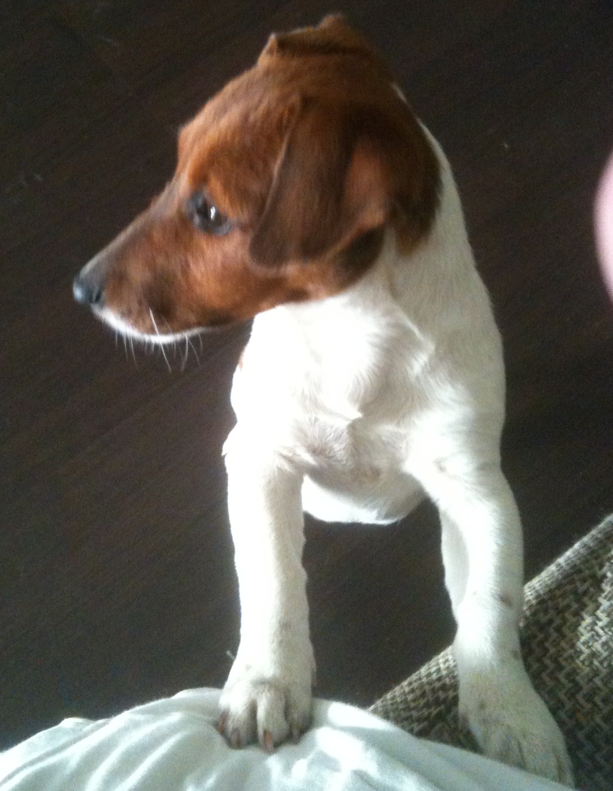 JACK RUSSELL TERRIER SZCZECIN SPATIUM KENNEL MOKKA ZOSTAŁA Z NAMI