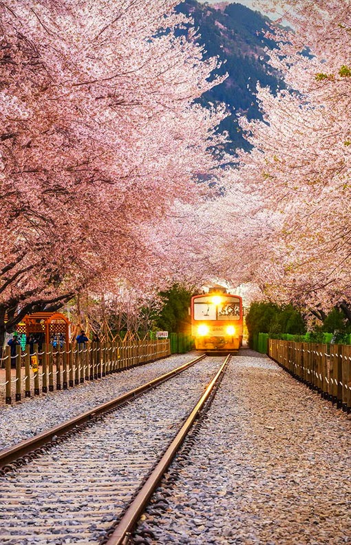 Sakura Tunnel Japan