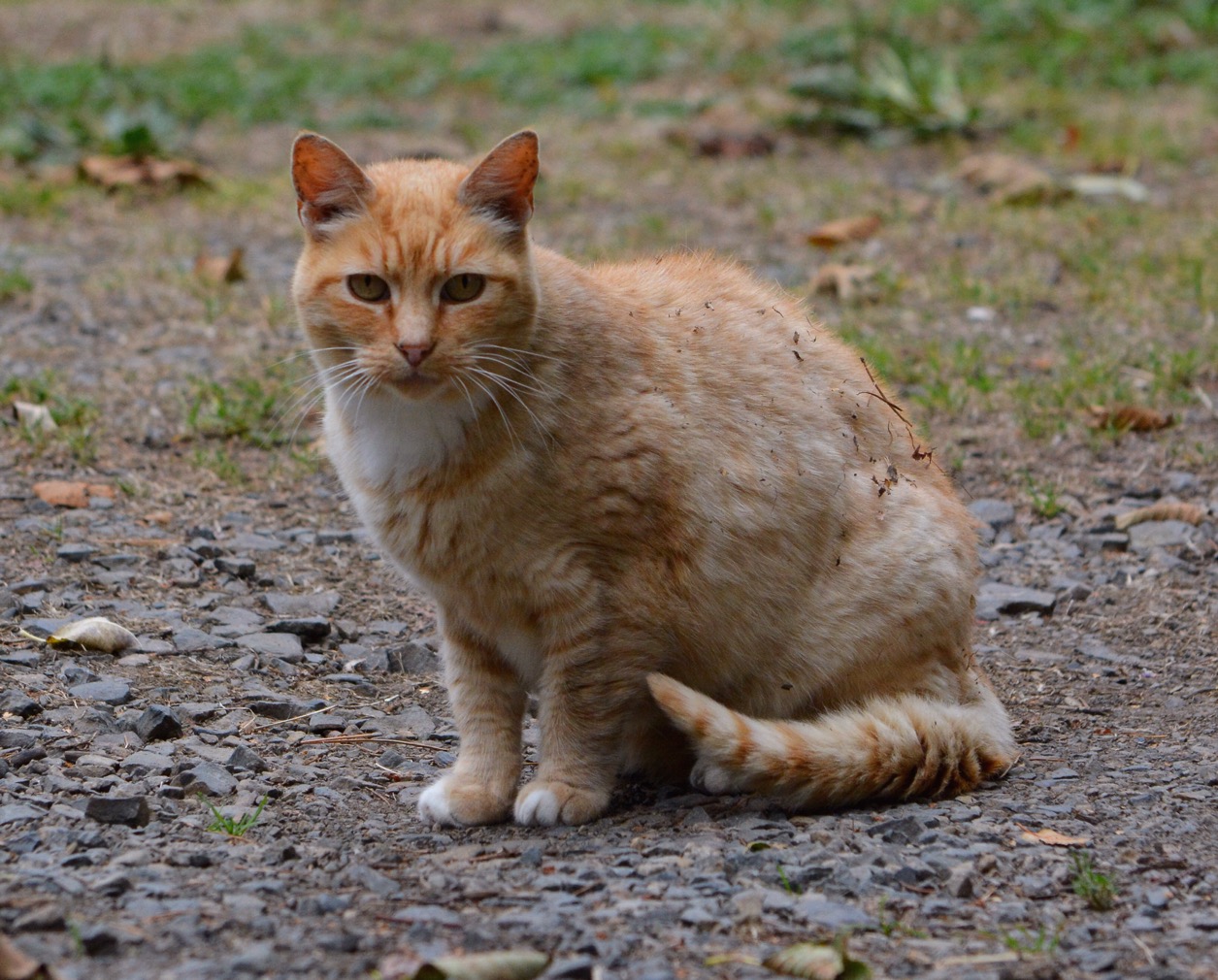 Interrupted Dirt Bath The Feral Life Cat Blog