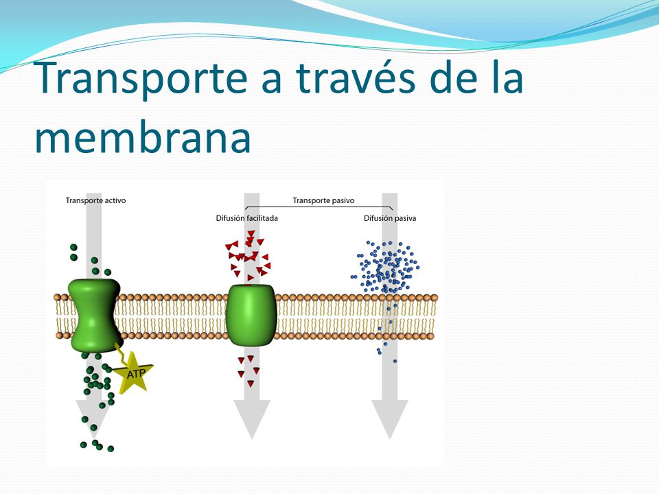 transporte a través de la membrana