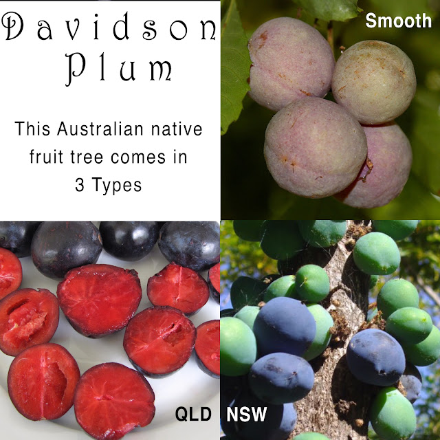 Daleys Fruit Tree Blog Davidson Plum Fruit Tree comes in 3 Types
