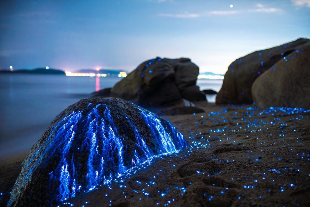 Mind-Blowing Pictures Of Bioluminescent Shrimp In Okayama, Japan