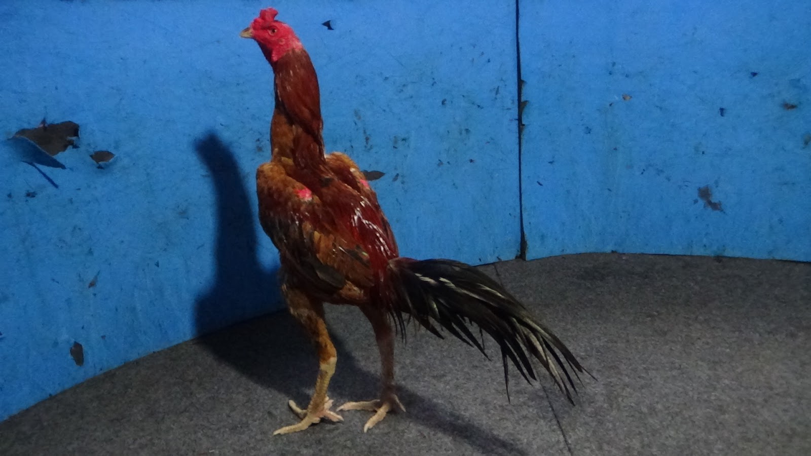  Ayam  bangkok Ayam  Petarung Jogjakarta SUPER CHAMPION III 