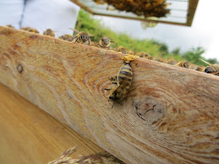 One or two dead bees whilst you inspect is inevitable!!