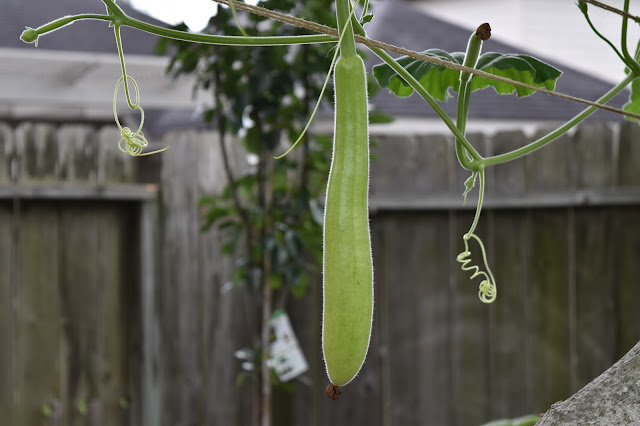 Opo Squash/ Bottle Gourd fruit