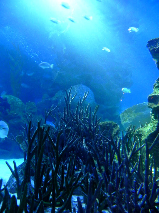 Some stories about us Aquaria KLCC