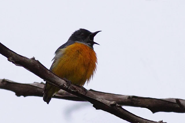 Orange-bellied Flowerpecker - male singing