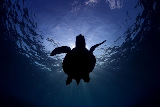 sea turtle, sea turtle populations, sea turtle silhouette