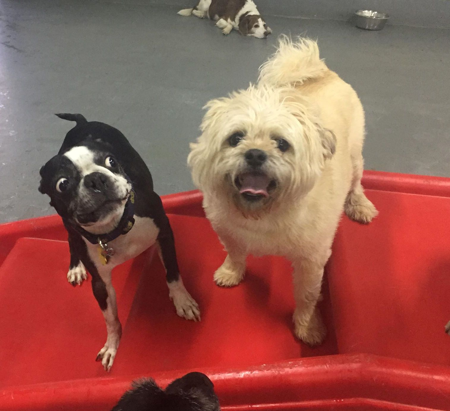 Hoosier Doggy Daycare and Boarding Doggy of the Week... Mack!